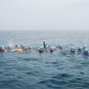 8회 경포바다핀 수영대회 (블루:성창모) 이미지