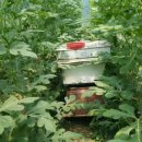 농부의 열매 이미지