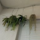 바굥식당