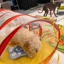 소심유치원 이미지