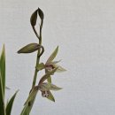 다시 피어난 한란 이미지