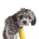 바른동물메디컬센터 이미지