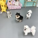 멍라운지24 데이케어 애견미용호텔 애견카페 인천점 | 강아지유치원 창업 전 꼭 알아야 할 네이버플레이스 이름 짓기 비밀