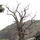 RR-649[정미로]-상-3 | 경기 양평(楊平) 용문산(龍門山) 용문사(龍門寺)와 친환경농업박물관