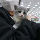야옹이헤어 이미지