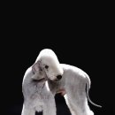 테리어