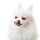 강남-045 | 강남강아지분양 소형견 입양 전문점 후기