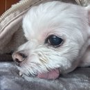 오드리 애견미용실 이미지