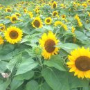 푸른솔목장 이미지