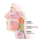 “목감기라고 다 같지 않다”...인후염 vs 편도염 구분법과 대처법은? 이미지