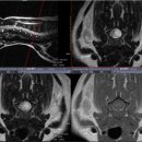 신탄진 동물병원 이미지