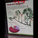 싱가포르 크로즈 여행 영상//싱가풀 마리이언파크, 에스플러네이드 관광지를 앵글에 담았습니다 이미지