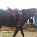 아라뱃길 승마클럽 이미지