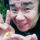 돼지사수