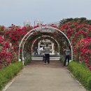 금강수변공원 숲바람장미원 이미지