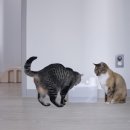 수인펫 | 고양이 정수기 추천｜워터펫 울트라웨이브 2L 무선 자동급수기 사용 후기