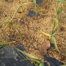 낙안농장 이미지