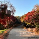 새천년생명의숲 | 천안 단풍 명소 독립기념관 단풍나무숲길 산책 피크닉 태극 열차