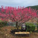 매화원 | 부산 봄여행지 추천 기장 반짝반짝 매화원 아이랑 봄꽃구경 후기