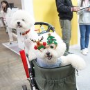 너와펫(PET) 이미지