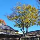 사하구 낙동남로1233번길 | 깔끔하고 담백한 샤브샤브 맛집, 샤브니지 강서점 내돈내산 방문 후기