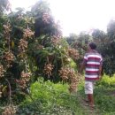 용안 농장 이미지