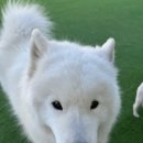 댕댕휴개소 이미지