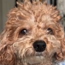 누렁이도 찰스로 이미지