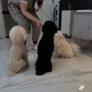 바오도그 이미지