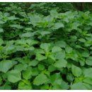 위경화농장 이미지