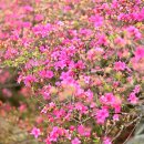 해당화피는아침 이미지