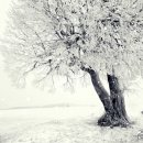 겨울 하얀 雪景 이미지