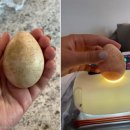 댕댕이 숲 이미지