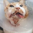 세우리동물병원 이미지