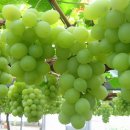 오늘밤에 이미지