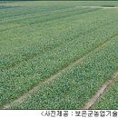 충청 농업소식▒마늘밭 후기관리로 고품질 황토마늘 생산 이미지