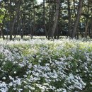 가을 알리는 구절초 꽃단지, 혼자 보기 아깝습니다.(밀양 삼문동 송림공원) 이미지