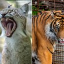 애완동물원 이미지