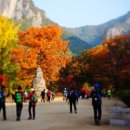 청송달기약수삼계탕 이미지