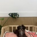 부산강아지분양 하이퍼피 네이버블로그