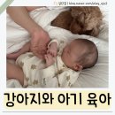 키워도 | 신생아 아기와 강아지를 같이 키워도 괜찮은지 첫 만남 애개육아 후기