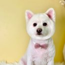 폴앤도기 이미지