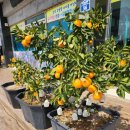 트로이온 | [제주] 트로이테마농원 먹이주기 말타기 귤따기 32개월 아기랑 다하고 온 내돈내산 후기