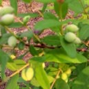 베리몽땅 이미지