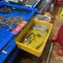 6962 | 노량진수산시장 맛집, 대원수산 대게와 생새우회, 모둠회까지 즐겨본 후기!