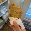 샤인몽스 | 25. 10 - 5/11 - 1weeks