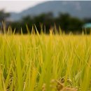 농업회사법인(주)강화드림
