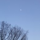 산목
