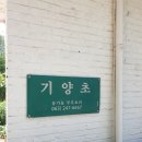 기양초 이미지