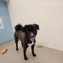 다솜애견미용실 이미지